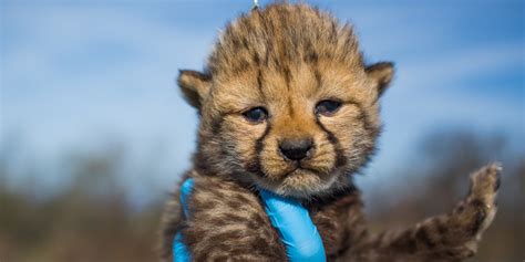 cheetah cub cam smithsonian.